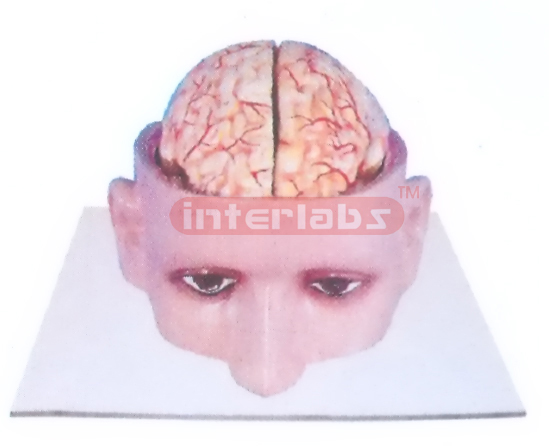 INDO-TYPE HALF HEAD MODEL SHOWING BRAIN